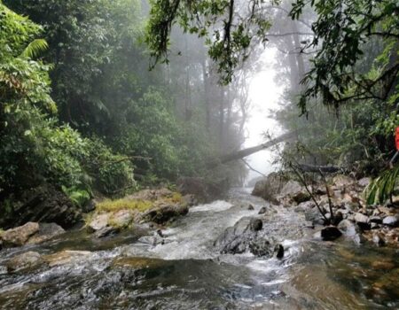 agumbe-forest-768x576